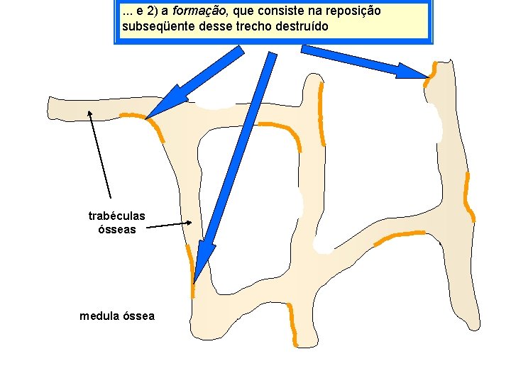 . . . e 2) a formação, que consiste na reposição subseqüente desse trecho