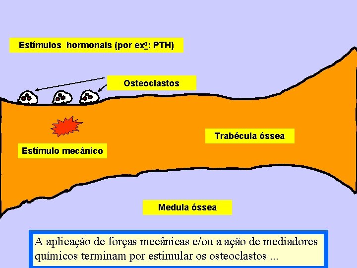 Estímulos hormonais (por exo: PTH) Osteoclastos Trabécula óssea Estímulo mecânico Medula óssea A aplicação