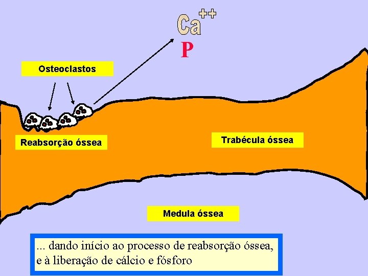 P Osteoclastos Reabsorção óssea Trabécula óssea Medula óssea . . . dando início ao