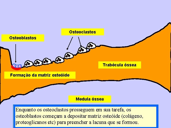 Osteoclastos Osteoblastos Trabécula óssea Formação da matriz osteóide Medula óssea Enquanto os osteoclastos prosseguem