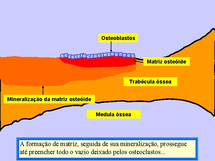 Osteoblastos Matriz osteóide Trabécula óssea Mineralização da matriz osteóide Medula óssea A formação de