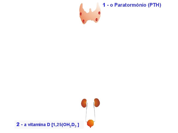 1 - o Paratormônio (PTH) 2 - a vitamina D [1, 25(OH 2 D