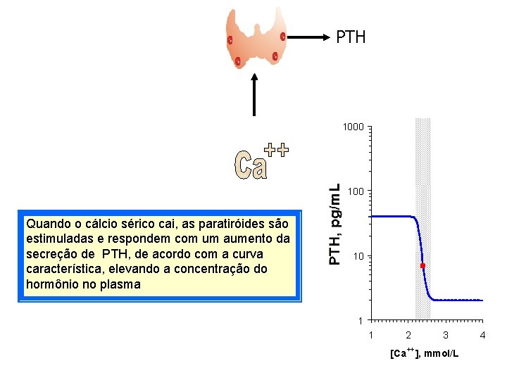 PTH 1000 100 Quando o cálcio sérico cai, as paratiróides são estimuladas e respondem