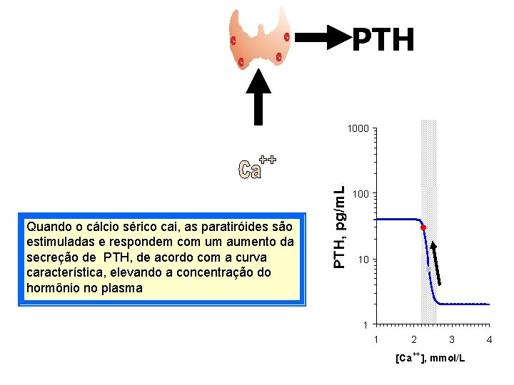 PTH 1000 100 Quando o cálcio sérico cai, as paratiróides são estimuladas e respondem
