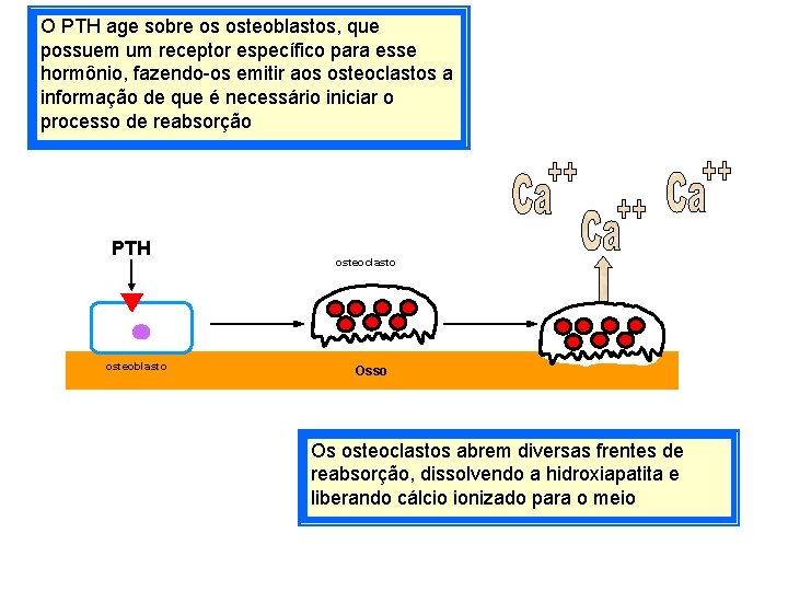 O PTH age sobre os osteoblastos, que possuem um receptor específico para esse hormônio,