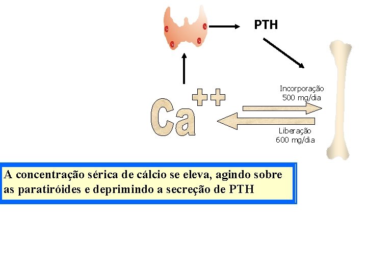 PTH Incorporação 500 mg/dia Liberação 600 mg/dia A concentração sérica de cálcio se eleva,