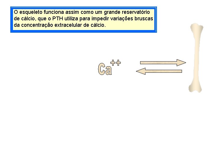 O esqueleto funciona assim como um grande reservatório de cálcio, que o PTH utiliza