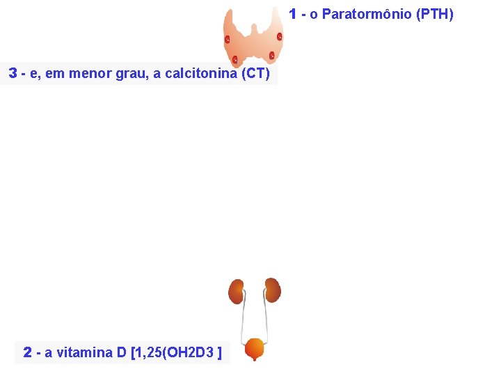 1 - o Paratormônio (PTH) 3 - e, em menor grau, a calcitonina (CT)