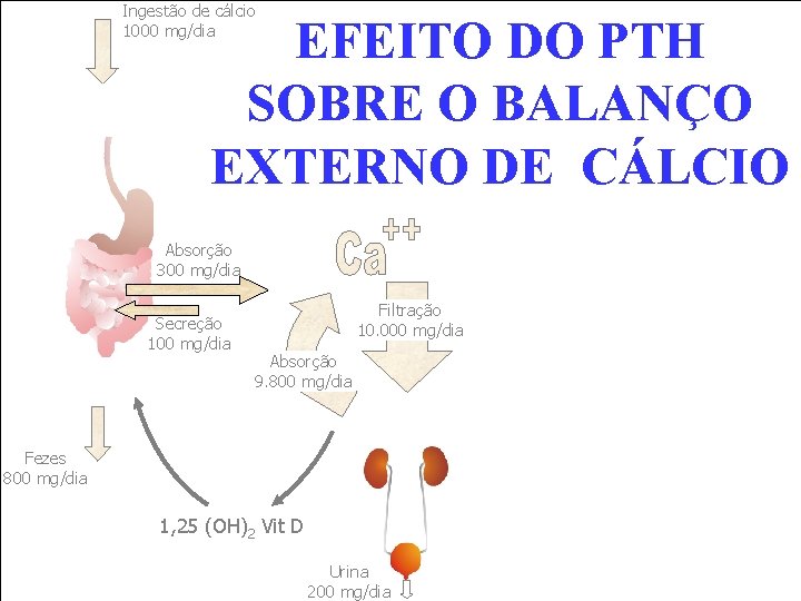 Ingestão de cálcio 1000 mg/dia EFEITO DO PTH SOBRE O BALANÇO EXTERNO DE CÁLCIO