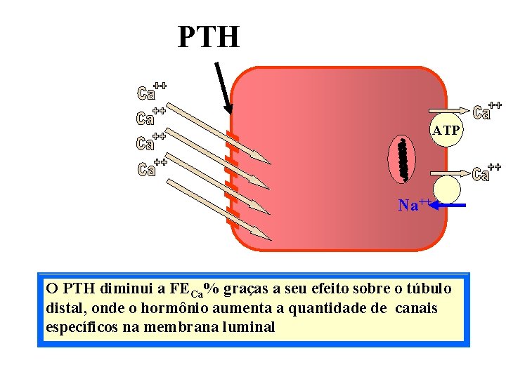PTH ATP Filtração 10. 000 mg/dia Na++ O PTH diminui a FECa% graças a