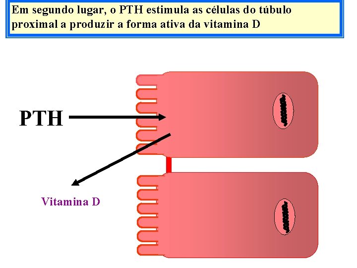 Em segundo lugar, o PTH estimula as células do túbulo proximal a produzir a