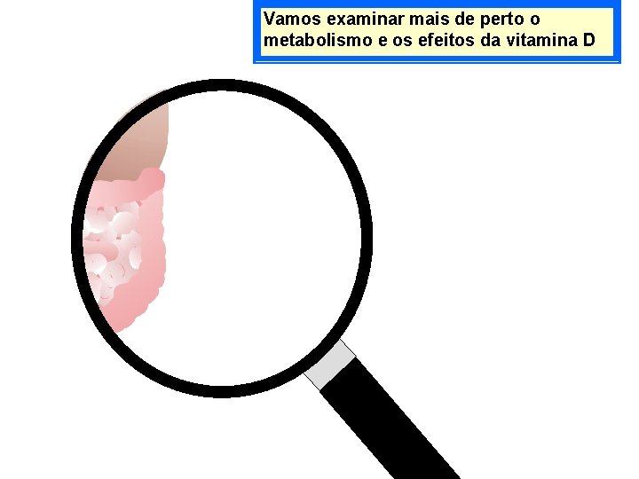 Vamos examinar mais de perto o metabolismo e os efeitos da vitamina D Vitamina