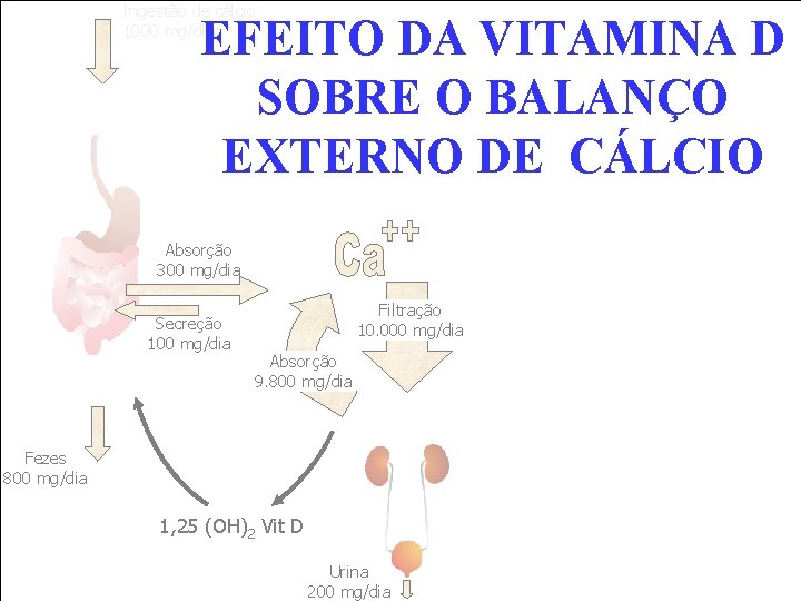 Ingestão de cálcio 1000 mg/dia EFEITO DA VITAMINA D SOBRE O BALANÇO EXTERNO DE