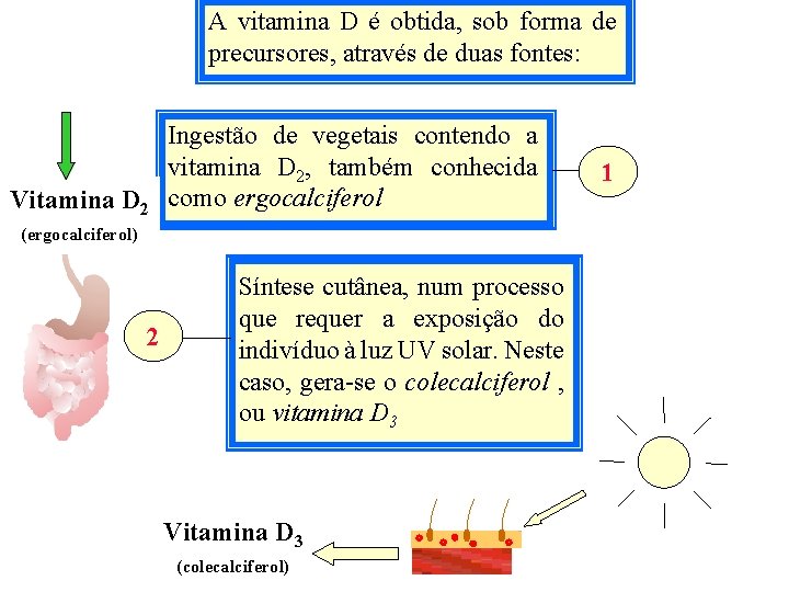 A vitamina D é obtida, sob forma de precursores, através de duas fontes: Vitamina