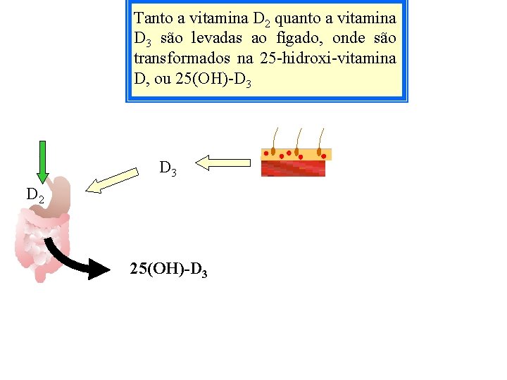 Tanto a vitamina D 2 quanto a vitamina D 3 são levadas ao fígado,