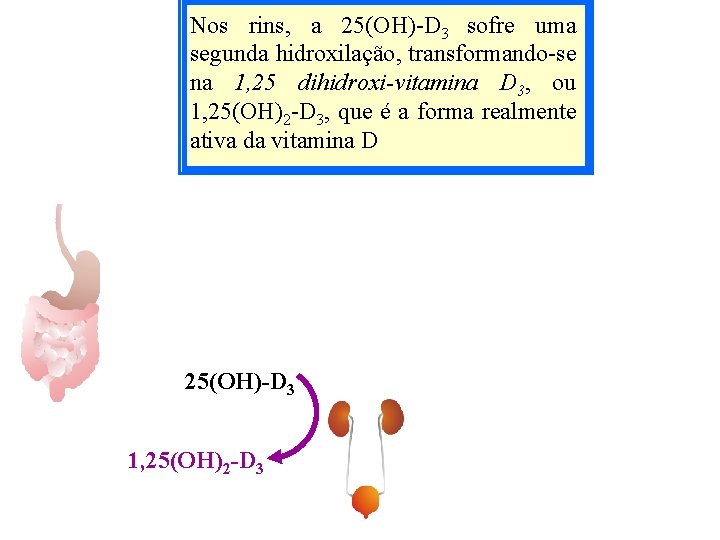 Nos rins, a 25(OH)-D 3 sofre uma segunda hidroxilação, transformando-se na 1, 25 dihidroxi-vitamina