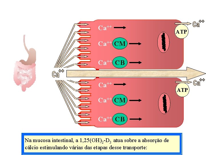 Ca++ ATP Ca++ CM Ca++ CB Ca Ca++ CM Ca++ CB Na mucosa intestinal,