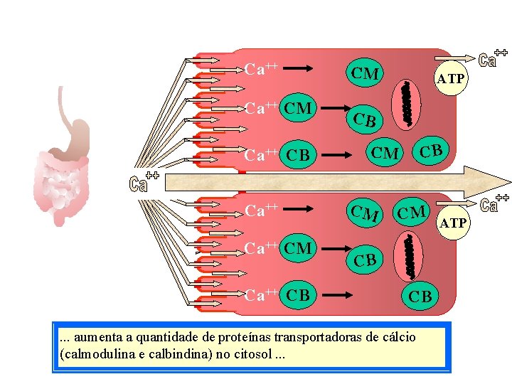Ca++ CM Ca++ CB Ca Ca++ CM Ca++ CB CM ATP CB CB CM