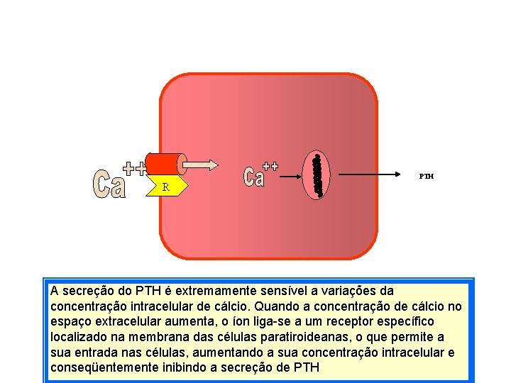 PTH R A secreção do PTH é extremamente sensível a variações da concentração intracelular