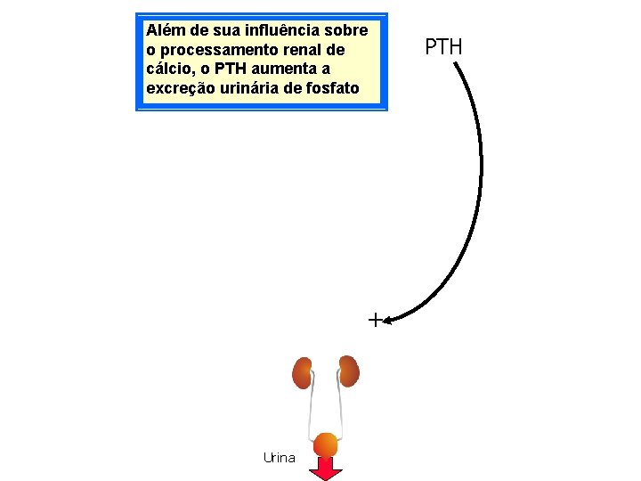 Além de sua influência sobre o processamento renal de cálcio, o PTH aumenta a