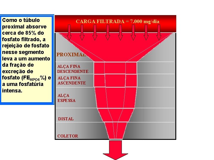 Como o túbulo proximal absorve cerca de 85% do fosfato filtrado, a rejeição de