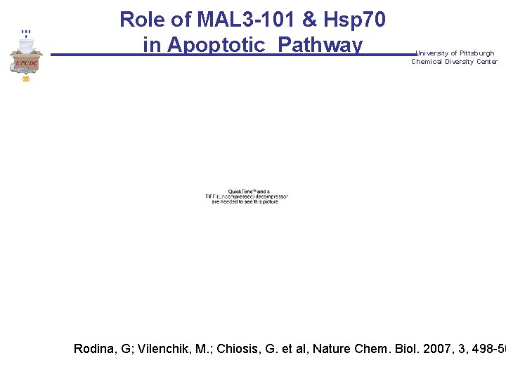 Role of MAL 3 -101 & Hsp 70 in Apoptotic Pathway University of Pittsburgh