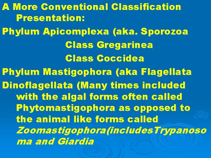 A More Conventional Classification Presentation: Phylum Apicomplexa (aka. Sporozoa Class Gregarinea Class Coccidea Phylum