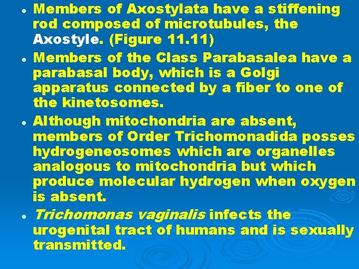 l l Members of Axostylata have a stiffening rod composed of microtubules, the Axostyle.