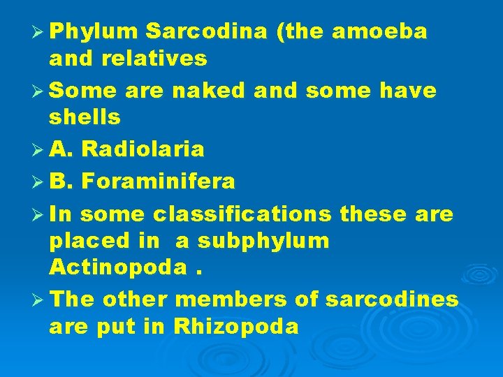 Ø Phylum Sarcodina (the amoeba and relatives Ø Some are naked and some have