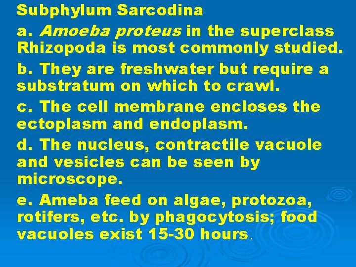 Subphylum Sarcodina a. Amoeba proteus in the superclass Rhizopoda is most commonly studied. b.