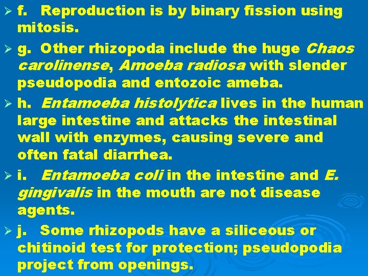 f. Reproduction is by binary fission using mitosis. Ø g. Other rhizopoda include the