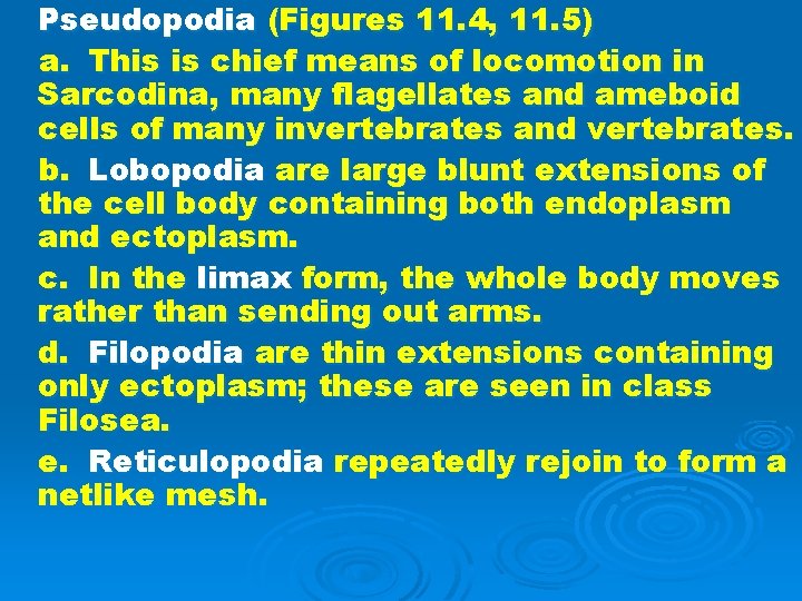 Pseudopodia (Figures 11. 4, 11. 5) a. This is chief means of locomotion in