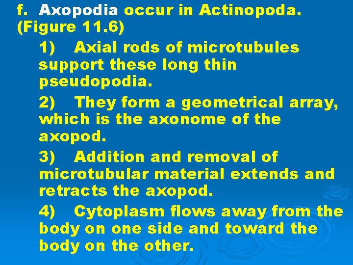 f. Axopodia occur in Actinopoda. (Figure 11. 6) 1) Axial rods of microtubules support