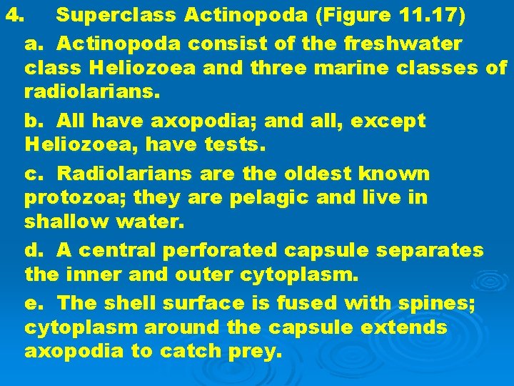 4. Superclass Actinopoda (Figure 11. 17) a. Actinopoda consist of the freshwater class Heliozoea
