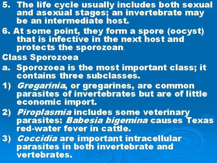 5. The life cycle usually includes both sexual and asexual stages; an invertebrate may