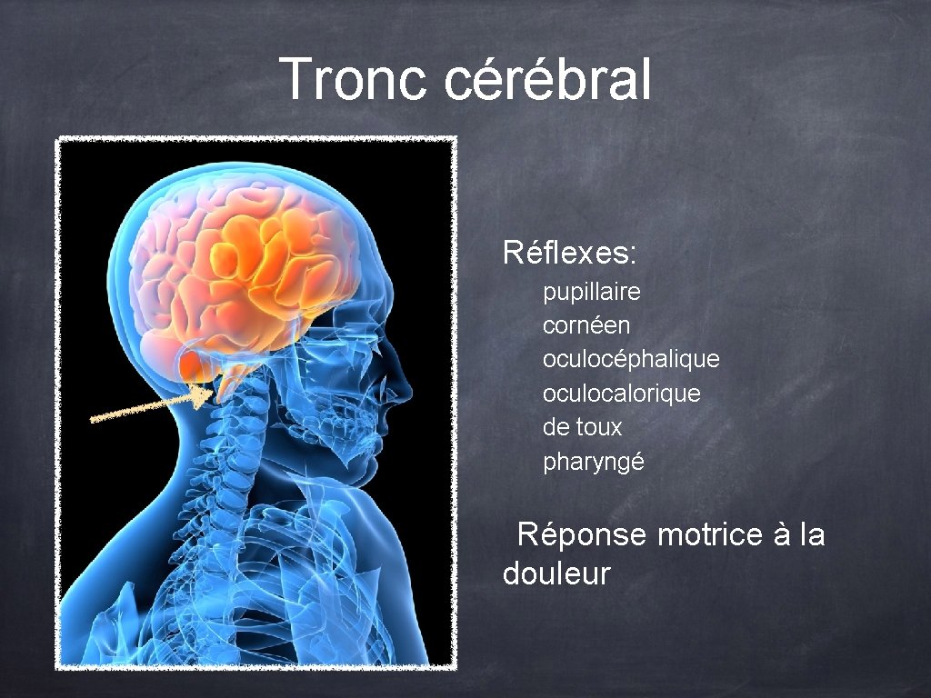 Tronc cérébral Réflexes: pupillaire cornéen oculocéphalique oculocalorique de toux pharyngé Réponse motrice à la