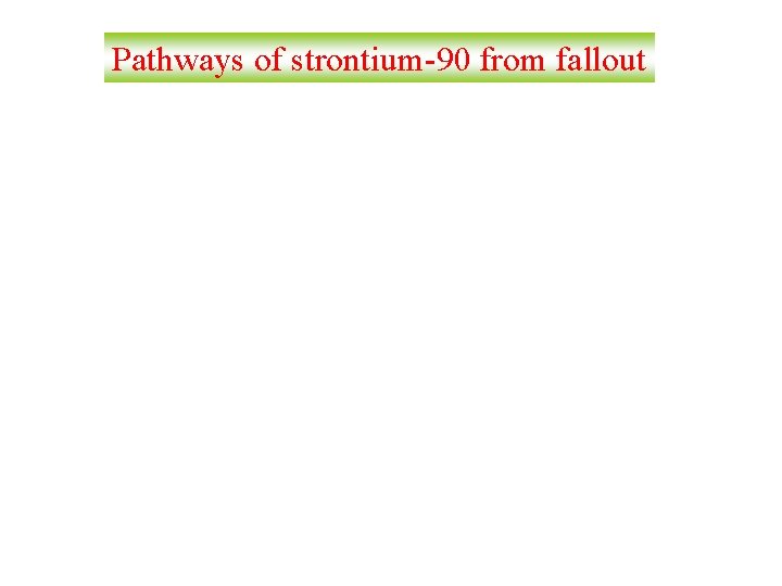 Pathways of strontium-90 from fallout 