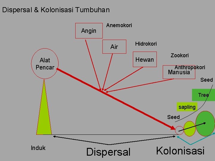 Dispersal & Kolonisasi Tumbuhan Angin Anemokori Air Hidrokori Hewan Alat Pencar Zookori Anthropokori Manusia