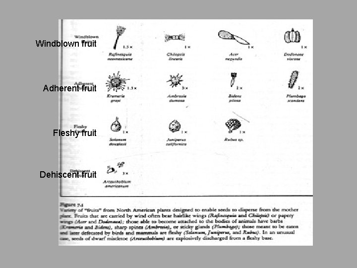 Windblown fruit Adherent fruit Fleshy fruit Dehiscent fruit 