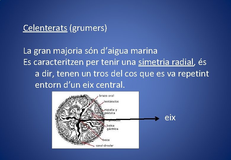 Celenterats (grumers) La gran majoria són d’aigua marina Es caracteritzen per tenir una simetria