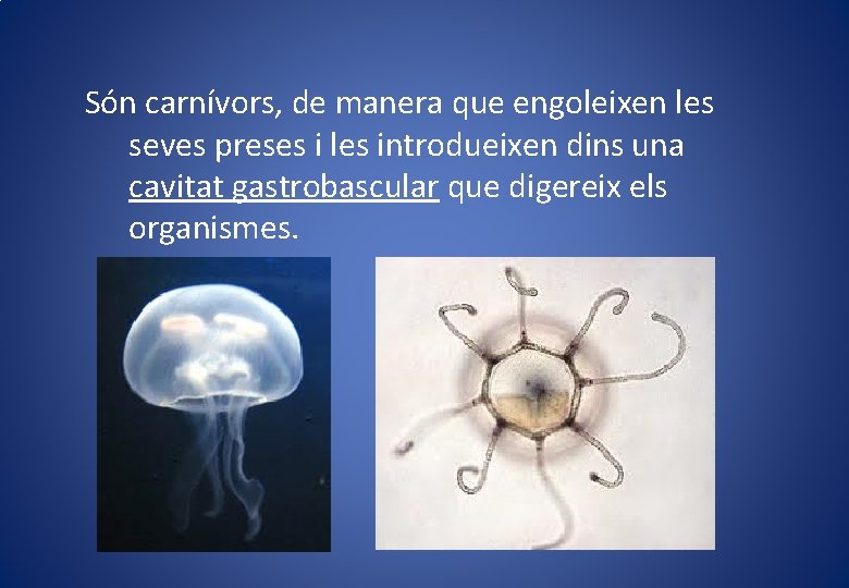 Són carnívors, de manera que engoleixen les seves preses i les introdueixen dins una Són carnívors, de manera que engoleixen les seves preses i les introdueixen dins una