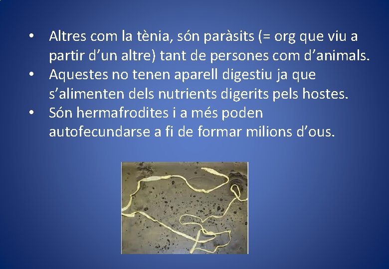 • Altres com la tènia, són paràsits (= org que viu a partir • Altres com la tènia, són paràsits (= org que viu a partir