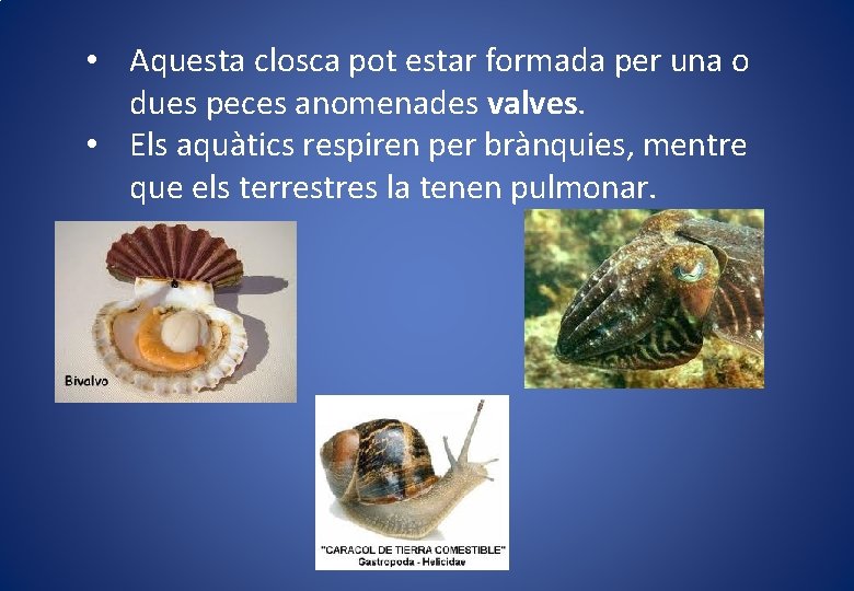  • Aquesta closca pot estar formada per una o dues peces anomenades valves.