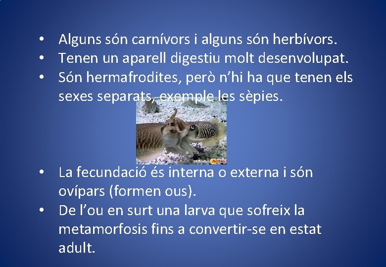 • Alguns són carnívors i alguns són herbívors. • Tenen un aparell digestiu • Alguns són carnívors i alguns són herbívors. • Tenen un aparell digestiu