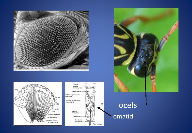 ocels omatidi ocels omatidi