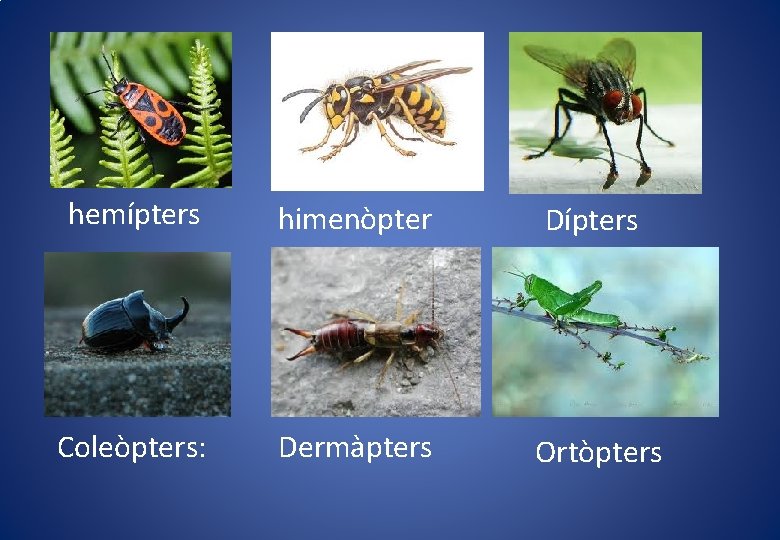 hemípters himenòpter Dípters Coleòpters: Dermàpters Ortòpters hemípters himenòpter Dípters Coleòpters: Dermàpters Ortòpters