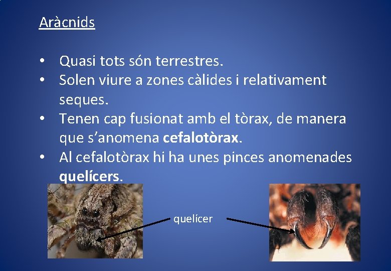 Aràcnids • Quasi tots són terrestres. • Solen viure a zones càlides i relativament Aràcnids • Quasi tots són terrestres. • Solen viure a zones càlides i relativament