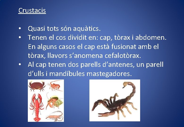 Crustacis • Quasi tots són aquàtics. • Tenen el cos dividit en: cap, tòrax
