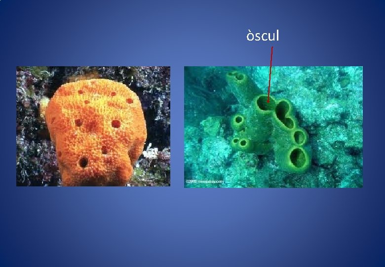 òscul òscul