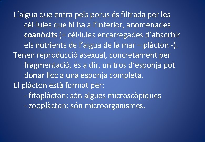 L’aigua que entra pels porus és filtrada per les cèl·lules que hi ha a